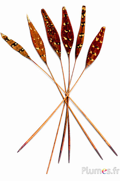 Fazant van Colchis pijl glitters - 27-33 cm - azteeks goud